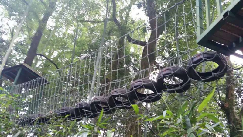 叢林穿越安裝效果展示