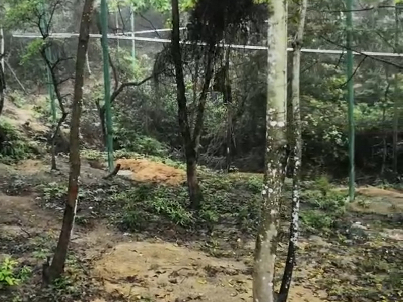 叢林飛梭